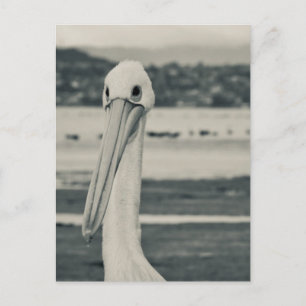 Carte Postale Photographie du pélican noir et blanc