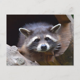 Carte Postale Photographie du Raton laveur de la forêt