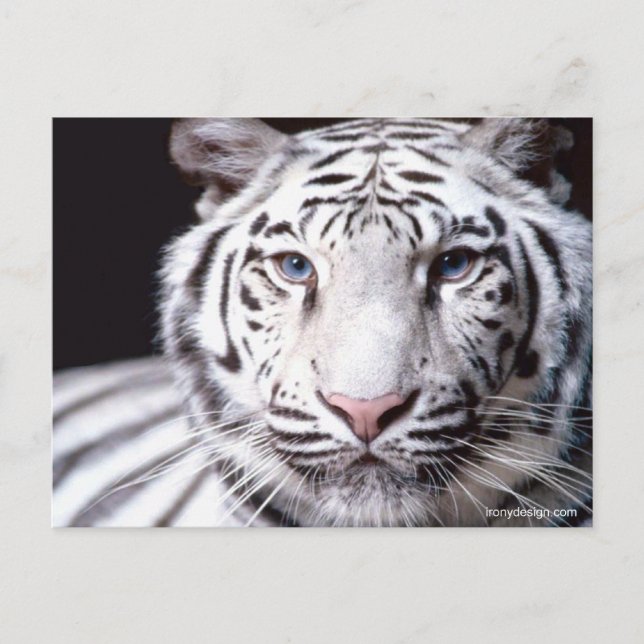 Carte Postale Photographie du tigre du Bengale blanc (Devant)