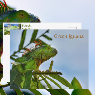 Carte Postale Photographie d'un reptile Iguane Vert dans la Natu