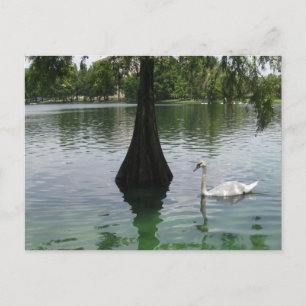 Carte Postale Photographie Élégante d'Oiseaux de Faune du Lac de