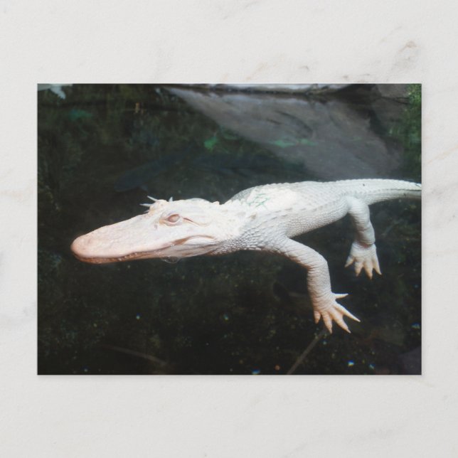 Carte Postale Photographie en couleur d'un alligator albinos nag (Devant)