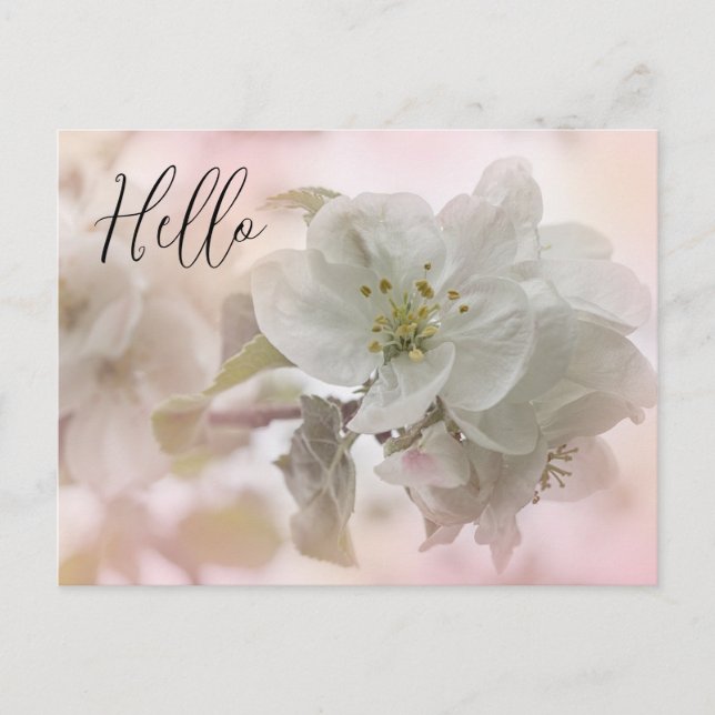 Carte Postale Photographie en fleurs de pomme blanche Bonjour (Devant)
