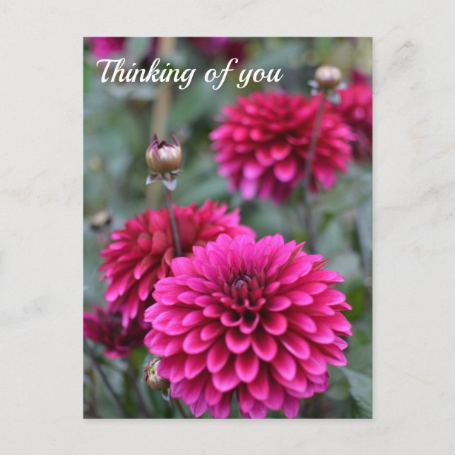 Carte Postale Photographie florale de Dahlia rose (Devant)
