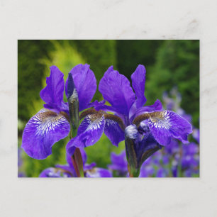 Carte Postale Photographie florale d'Iris sibirica