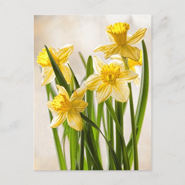 Carte Postale Photographie florale : jonquilles jaunes de printe (Devant)