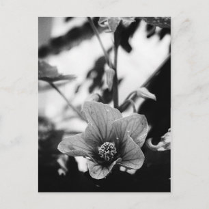 Carte Postale Photographie florale noire et blanche