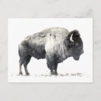 Photographie historique de bison américain