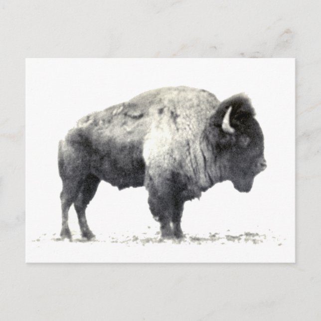 Carte Postale Photographie historique de bison américain (Devant)