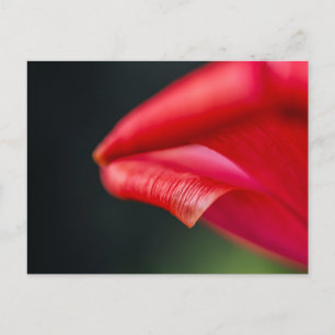 Carte Postale Photographie macro de pétale de tulipe rouge abstr