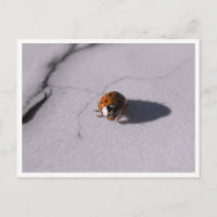 Photographie Macro Faune et Flore Coléoptère Cocci