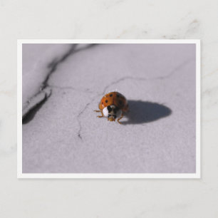 Carte Postale Photographie Macro Faune et Flore Coléoptère Cocci
