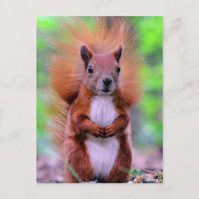 Carte Postale Photographie mignonne d'écureuil rouge (Devant)