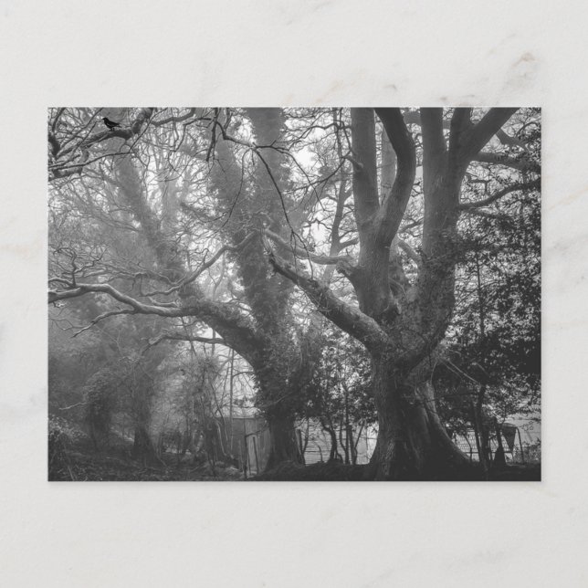 Carte Postale Photographie noir et blanc de la forêt éffrayante (Devant)