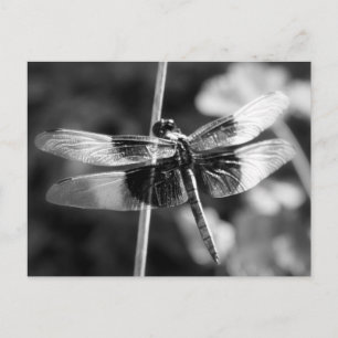 Carte Postale Photographie noir et blanc de la libellule de Skim