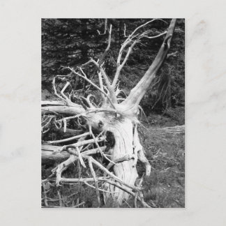 Carte Postale Photographie noir et blanc de l'arbre mort