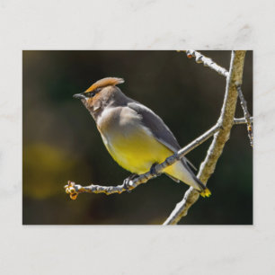 Carte Postale Photographie originale d'oiseau sauvage de Jaseur 
