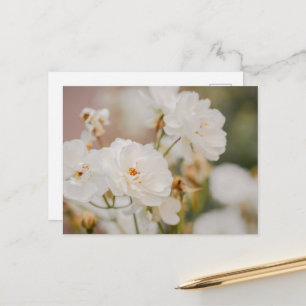 Carte Postale Photographie romantique de roses Korbin blanches é