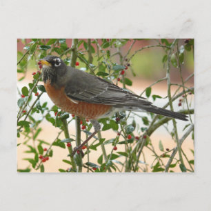 Carte Postale Photographies : oiseaux -