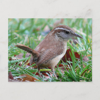 Carte Postale Photographies : oiseaux -