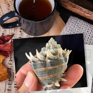 Carte postale photographique de coquillage conque
