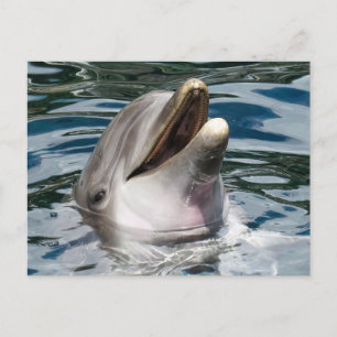 CARTE POSTALE PHOTOGRAPHIQUE DOLPHIN