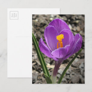 Carte Postale Photos de fleurs de Crocus jaune et violet au prin