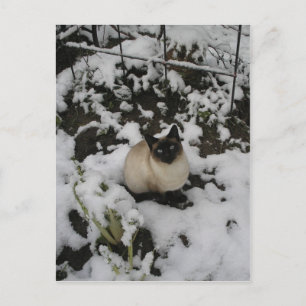 Carte Postale Photos De Neige, Chat De Neige