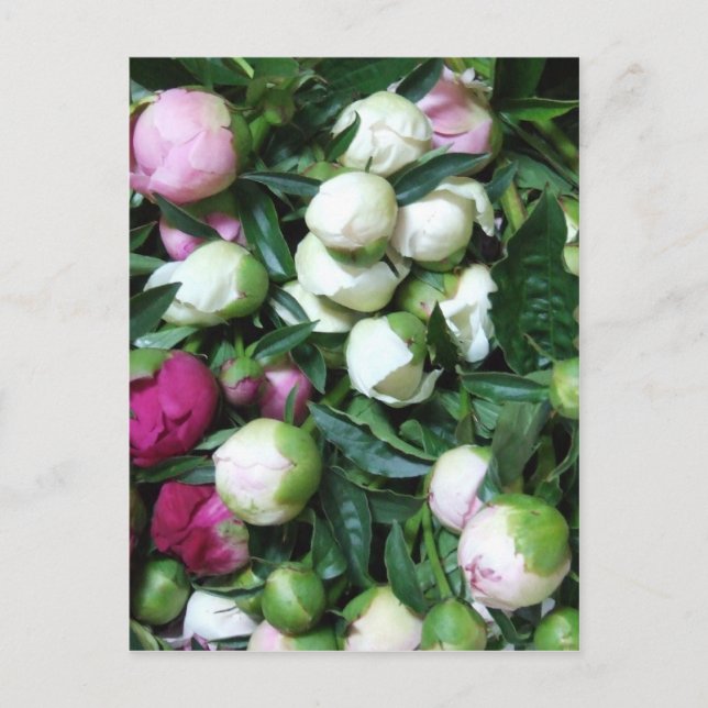 Carte Postale Photos de Peony et Garden 2008 135 (Devant)