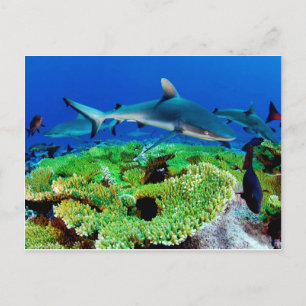 Carte Postale Photos de requins récifs