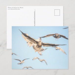 Carte Postale Photos de Seaguls Nature