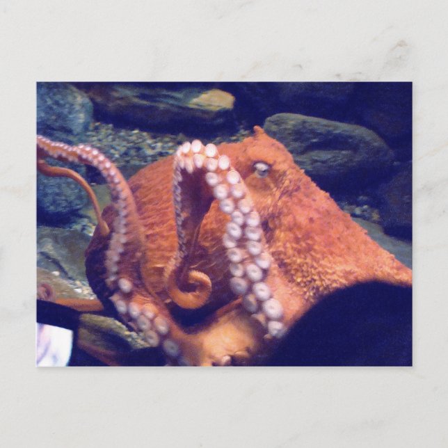 Carte Postale Photos d'Octopus orange (Devant)