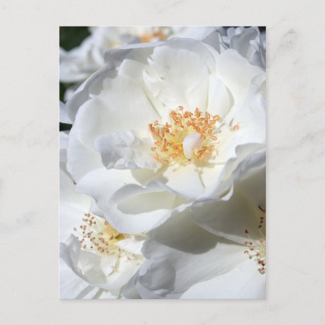 Carte postale Photos florales de roses blanches et (Devant)