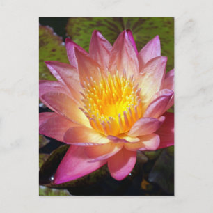 Carte Postale Photos Pink Water Lily