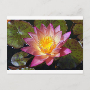 Carte Postale Photos Pink Water Lily