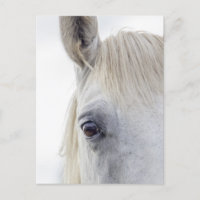 Photos rapprochées du visage du cheval blanc