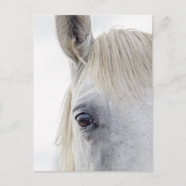 Carte Postale Photos rapprochées du visage du cheval blanc (Devant)