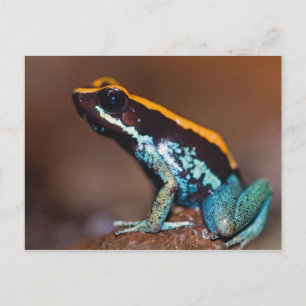 Carte Postale Phyllobates vittatus, une grenouille à flèche empo