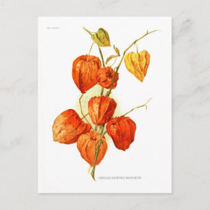 Carte Postale Physalis alkekengi franchetti