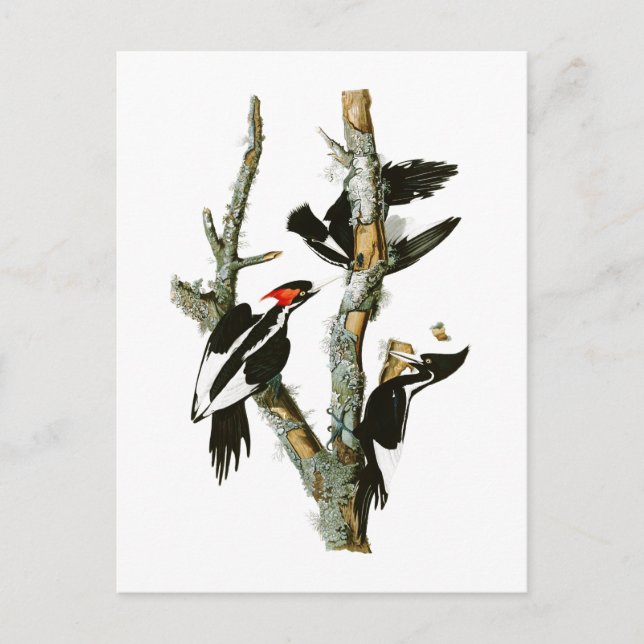 Carte Postale Pic à l'ivoire Audubon Birds of America (Devant)