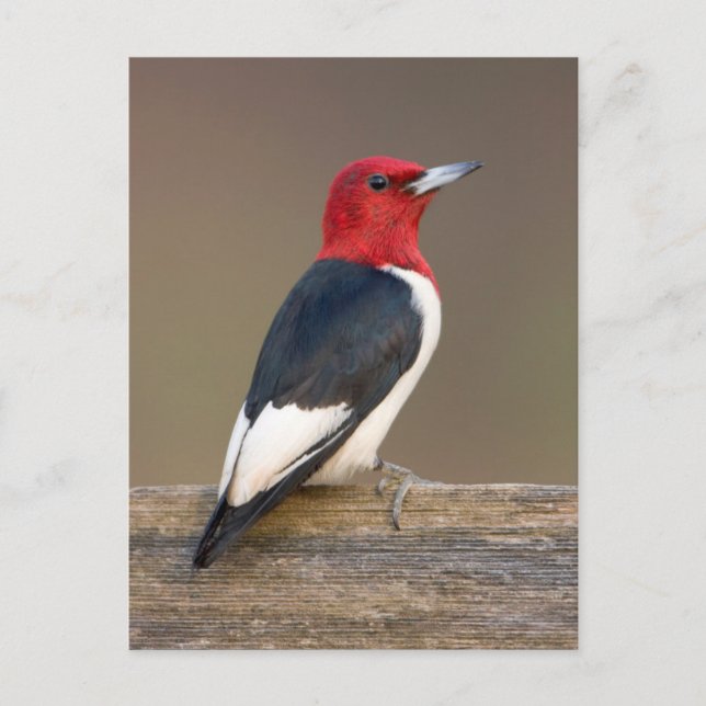 Carte Postale Pic à tête rouge sur une clôture (Devant)