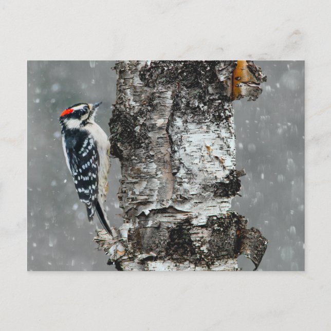 Carte Postale Pic du Downy dans la neige - Photographie original (Devant)