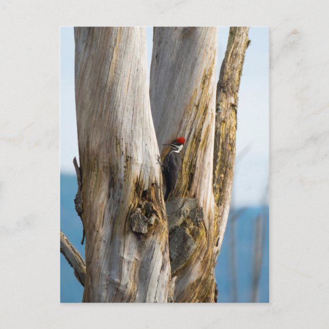 Carte Postale Pic pilé (Devant)