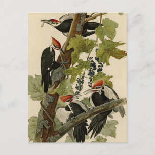 Carte Postale Pic pilé d'Audubon Birds of America