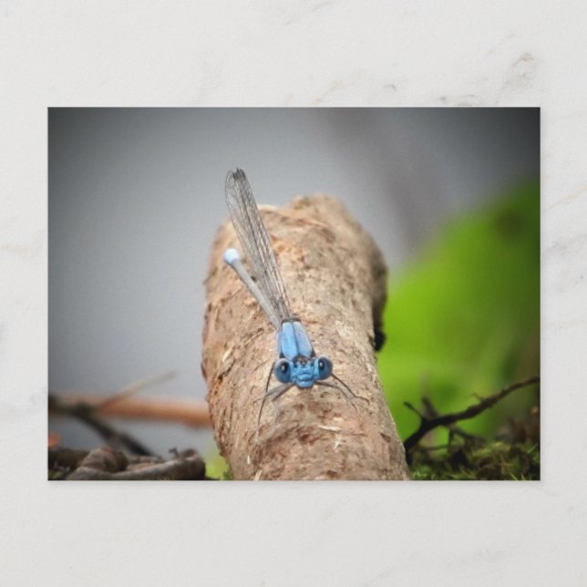 Carte Postale pics nature (Devant)