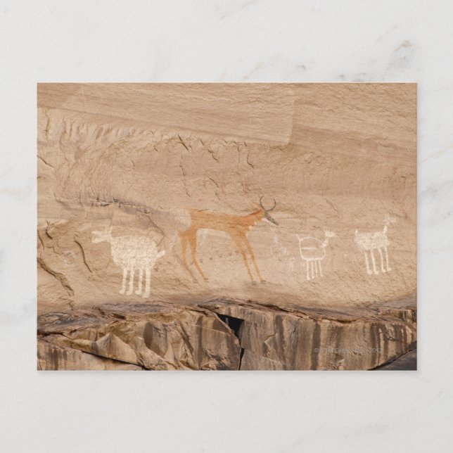 Carte Postale Pictogrammes d'antilope, de moutons et de chèvres  (Devant)