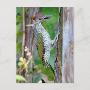 Carte Postale Picus viridis
