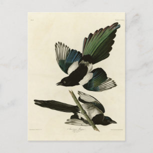 Carte Postale Pie bavarde d'après les Birds of America d'Audubon