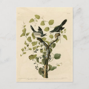 Carte Postale Pie-grièche migratrice des oiseaux d'Amérique d'Au