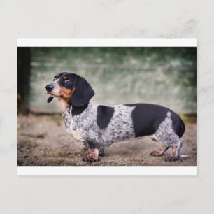 Carte Postale Piebald dachshund